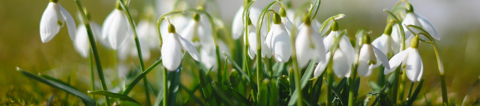 Våryra! 50% rabatt!
